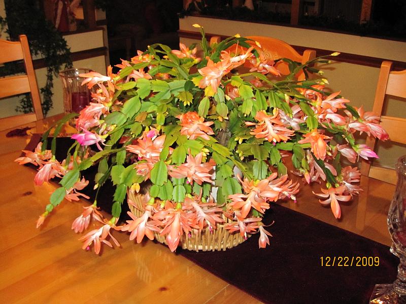 Picture 020